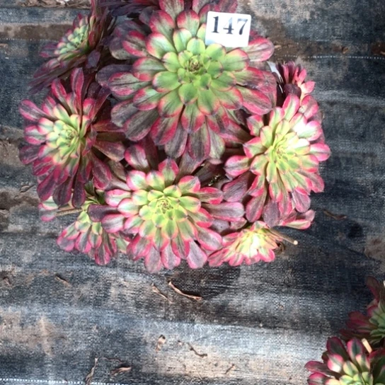 小***.多肉植物美亚147