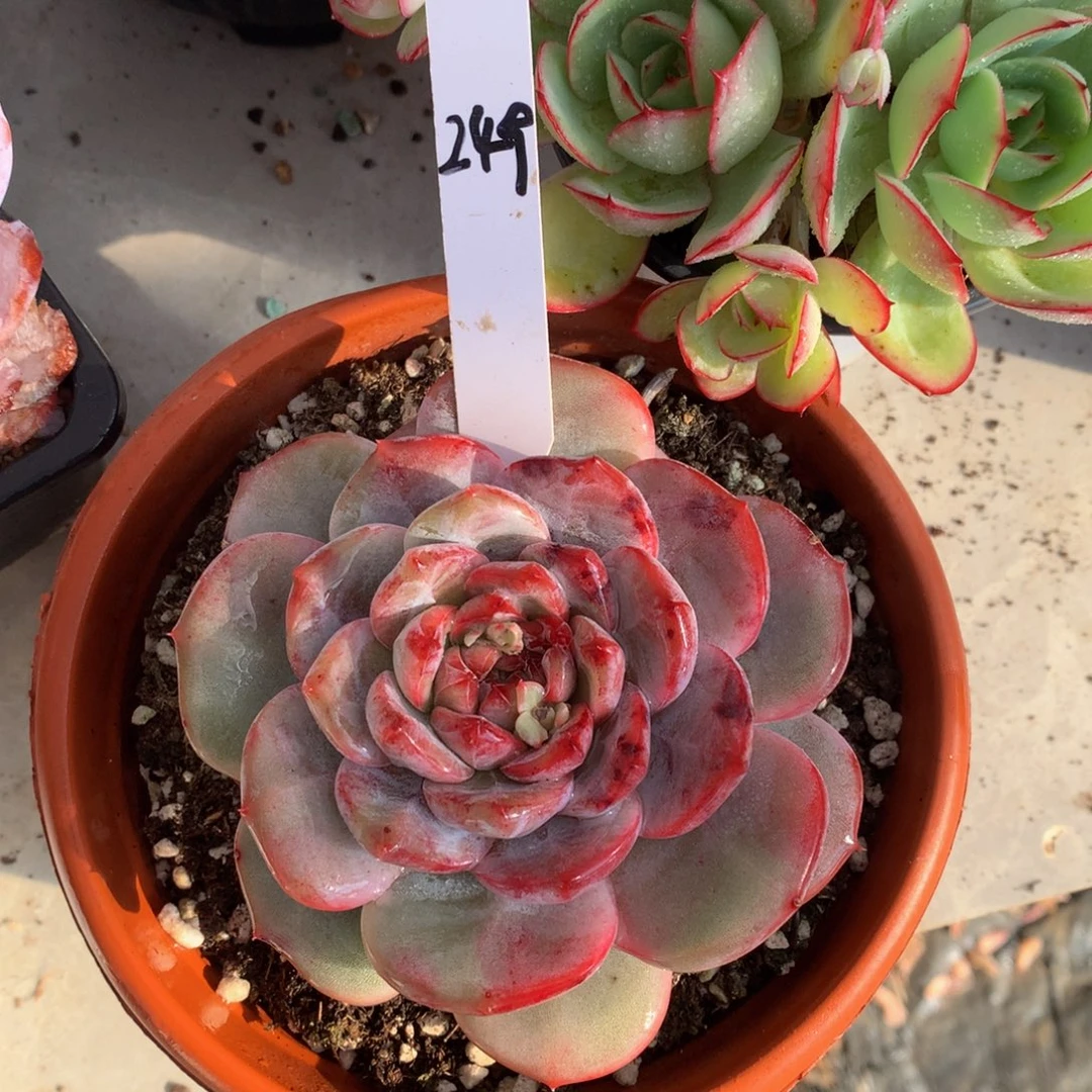 糖心72727272石榴载7272727272