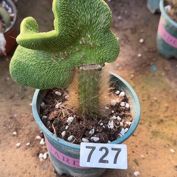 无花朵嫁接青蛇缀727