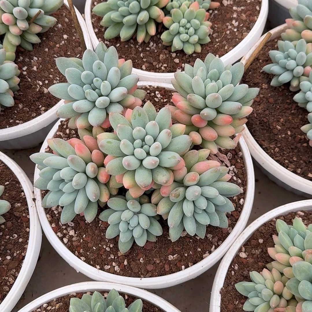 三色美人多肉植物