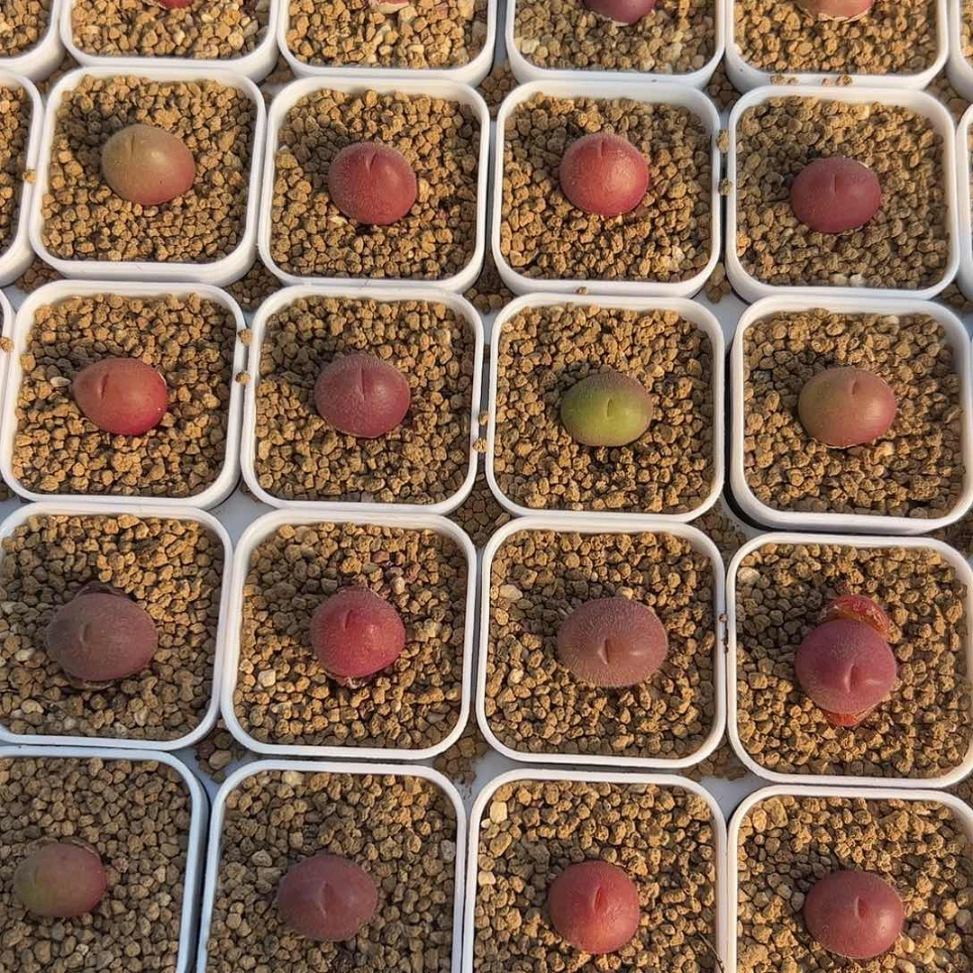 0000量拍长毛翠滴5颗脱土发挑红的