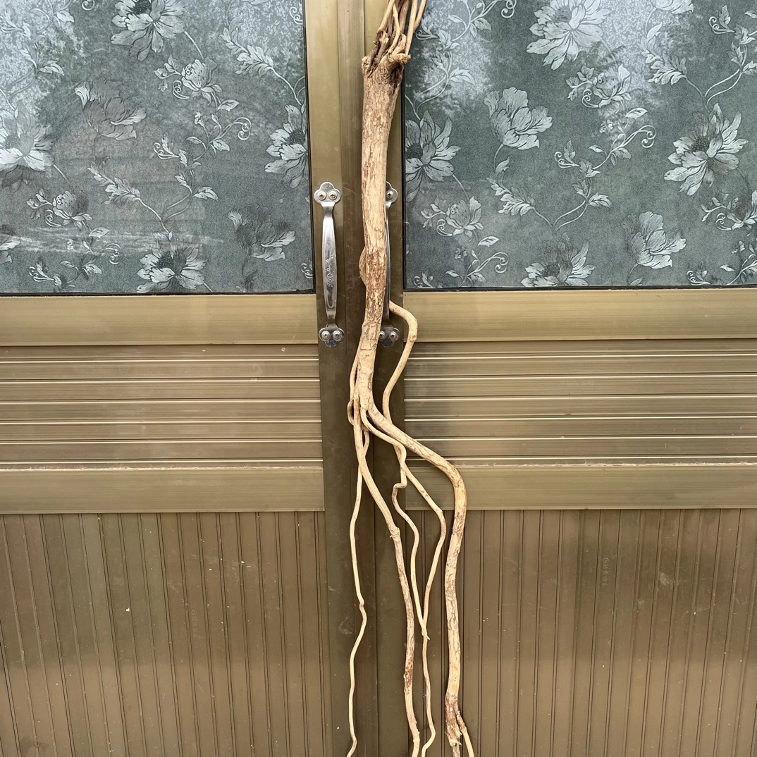 ［老黄芪原条］甘肃岷县多年野生老黄芪深山人工采挖不切片