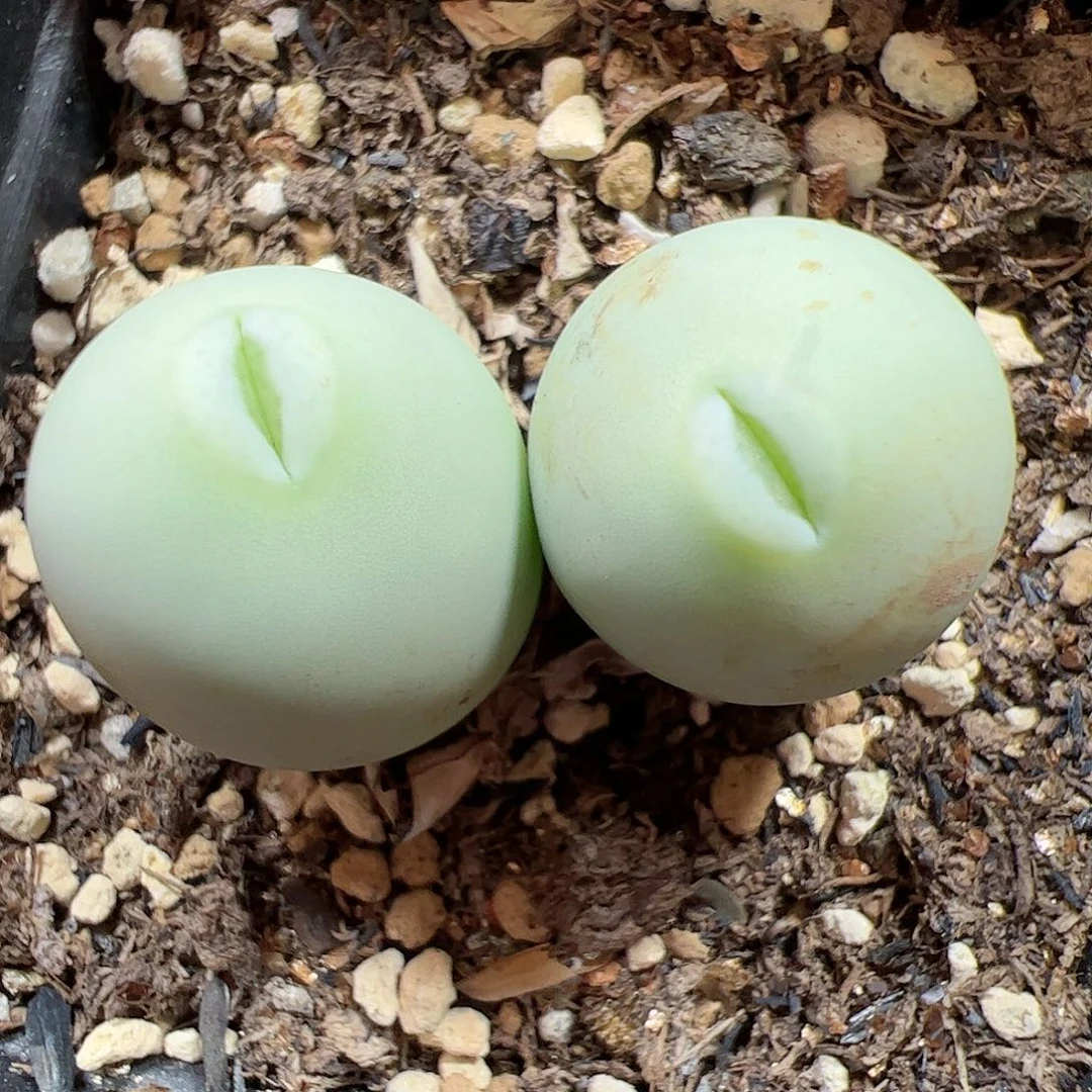 【闪购商品】22 腿长福利