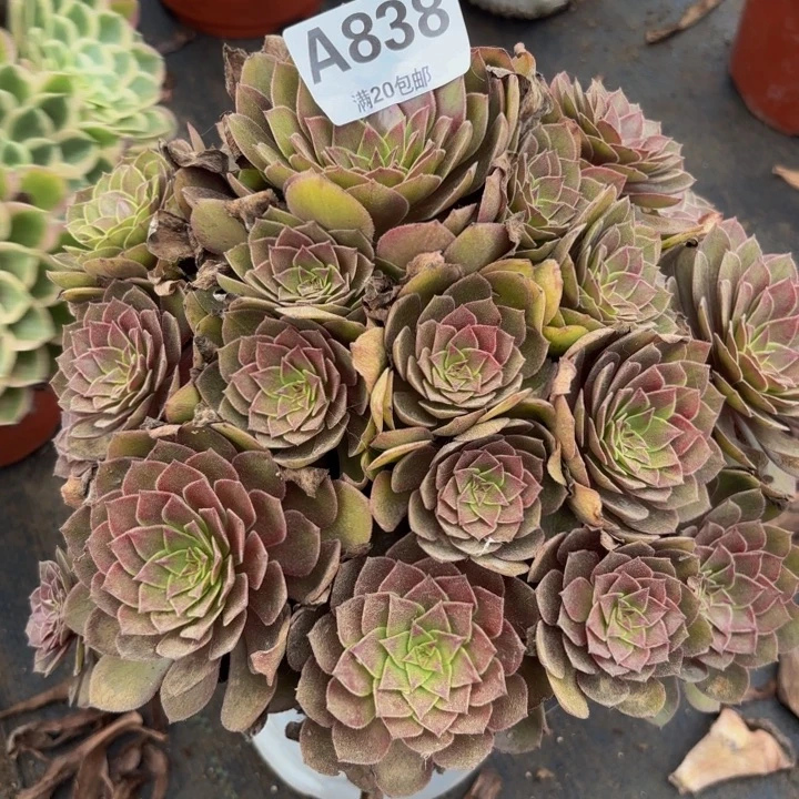 瑞妈多肉植物，838桃花石