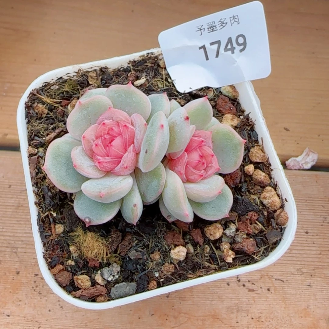 粉恋，1749多肉植物
