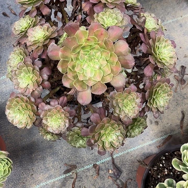 多肉植物铜壶中班锦……