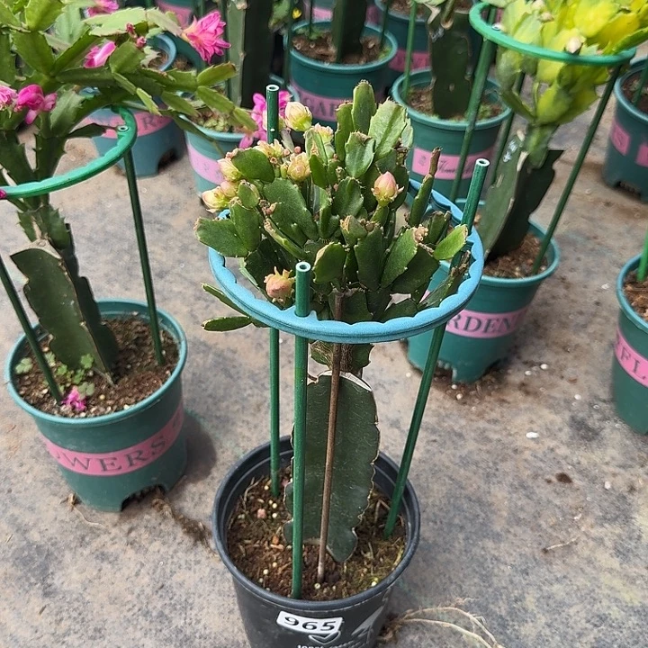 用***5大部分开放少量花苞965嫁接028