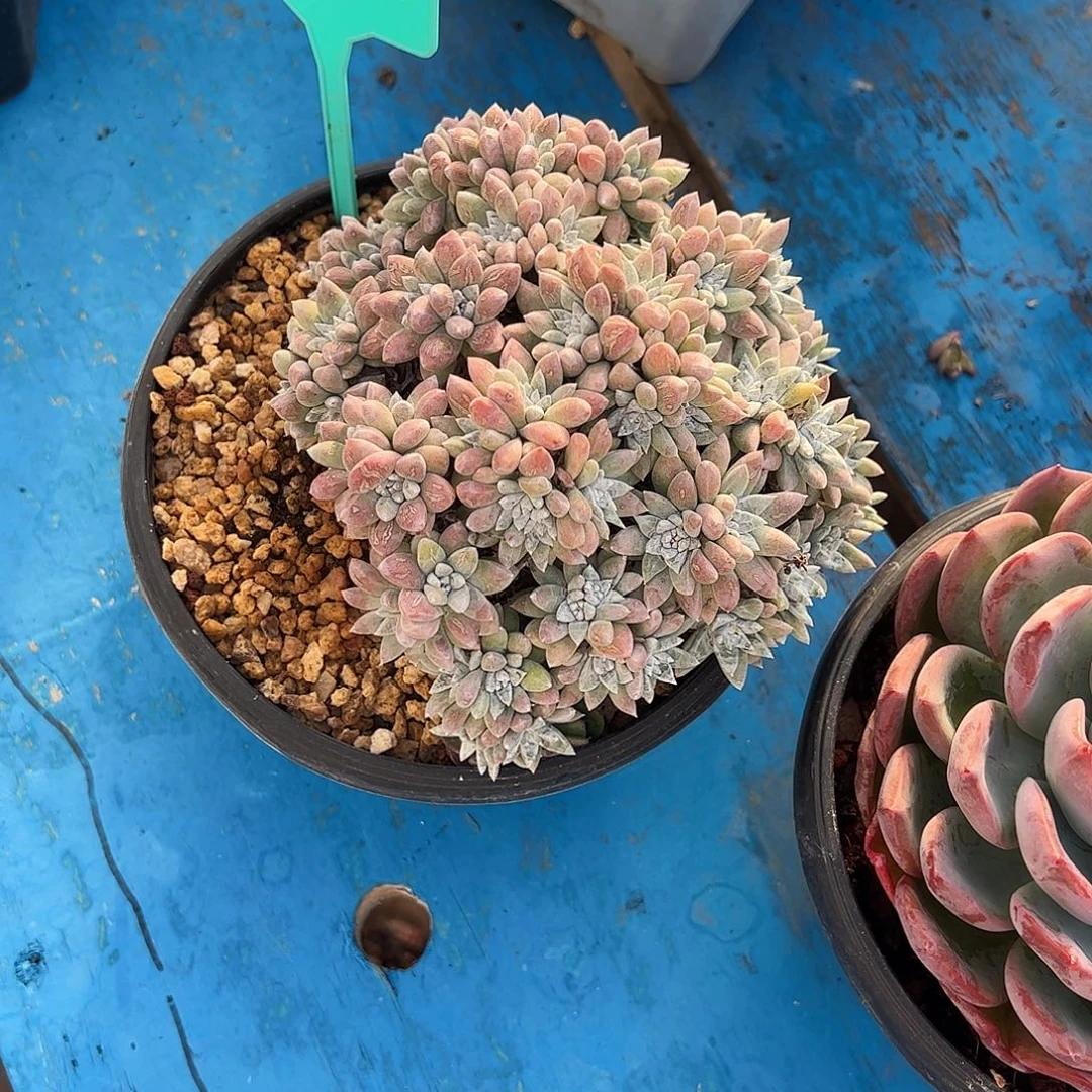 *****白菊大群多肉植物