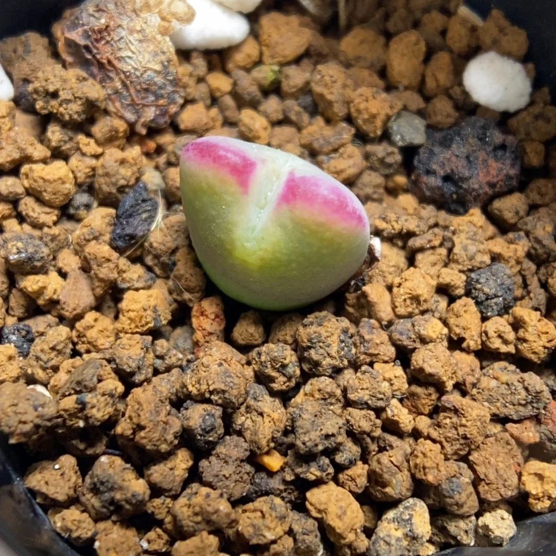 多肉植物肉锥杂交K-4829