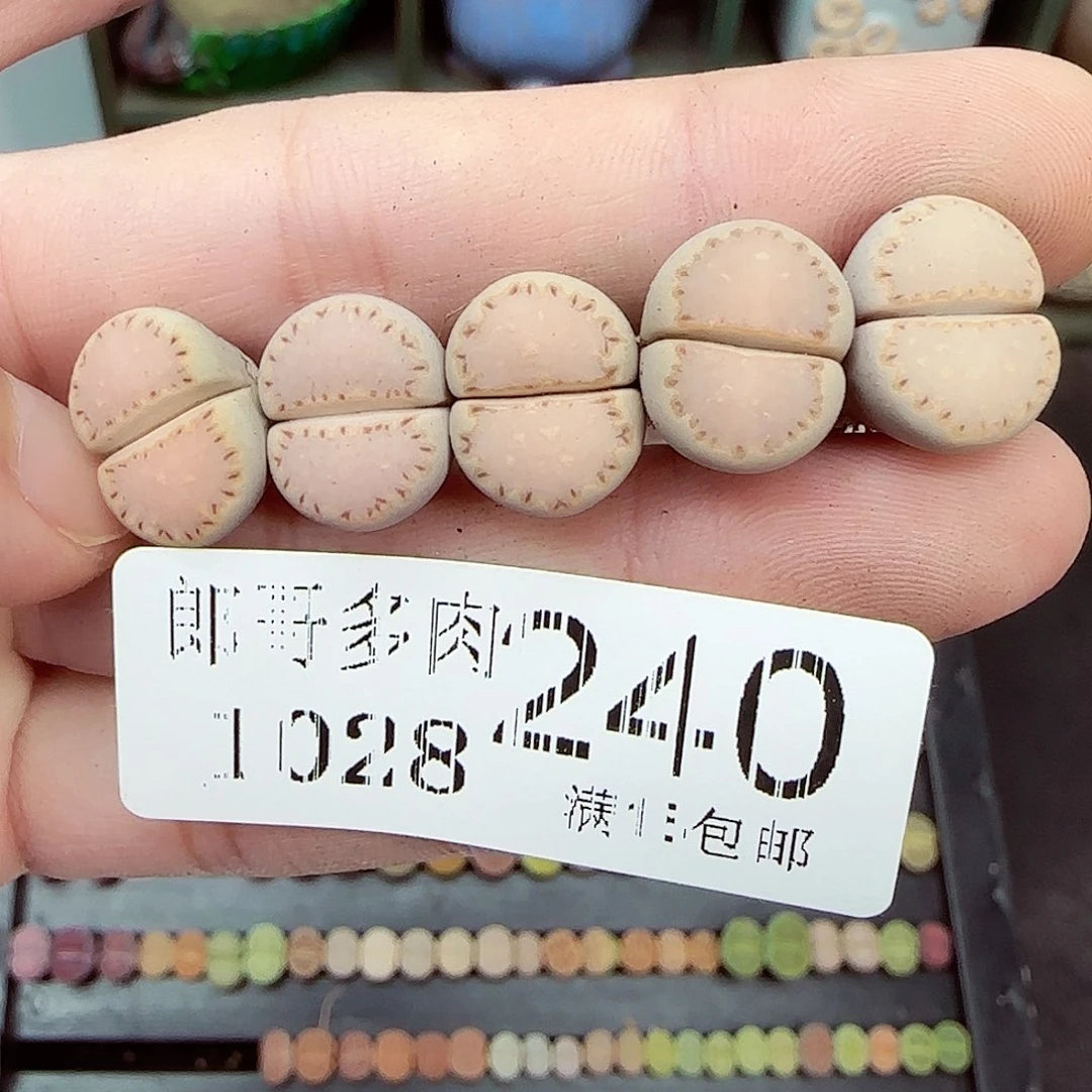 满满18包邮1028-240