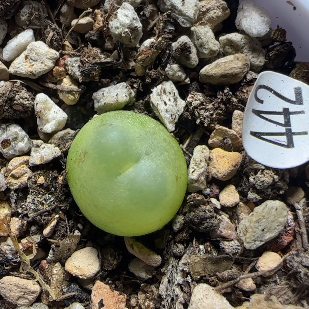 拉登1.3多肉植物442