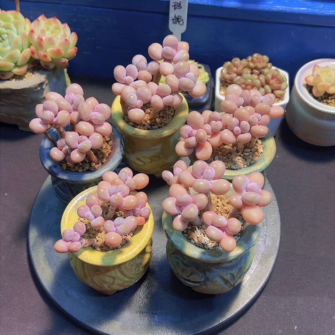 ?***?糖果桃蛋，带盆发物流，