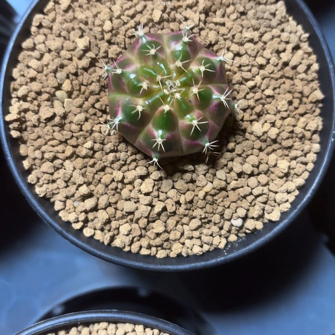 77-0611泰国发货多肉