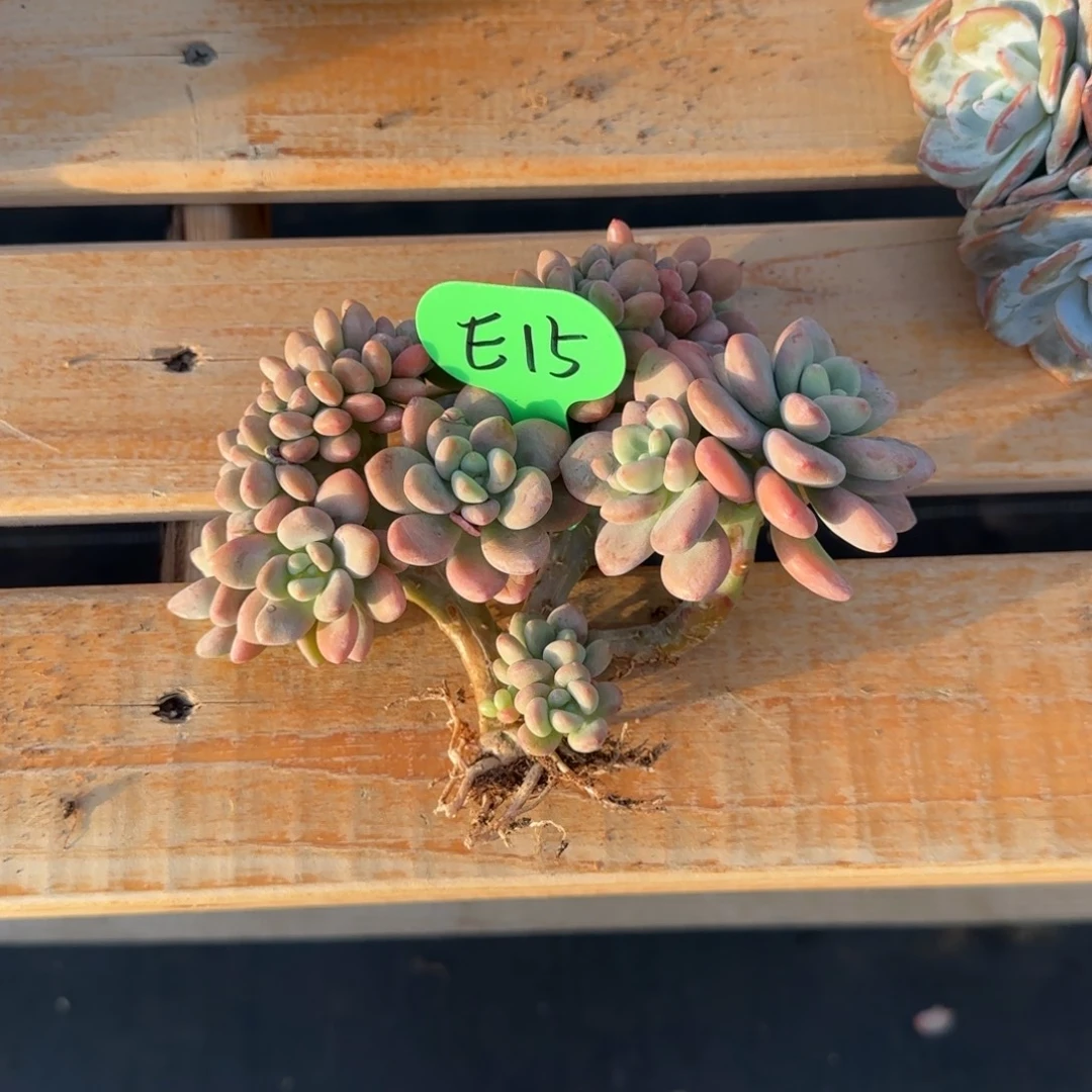 ****E15洛神缀啊啊啊啊啊啊