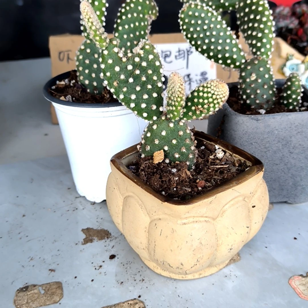 满6元包邮，白毛掌