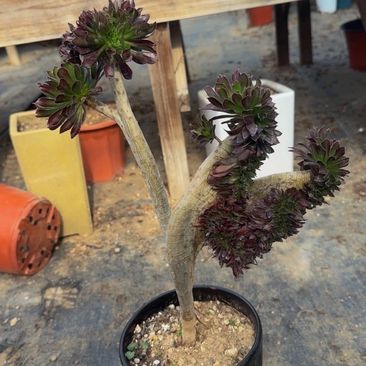 黑法师特特特特523