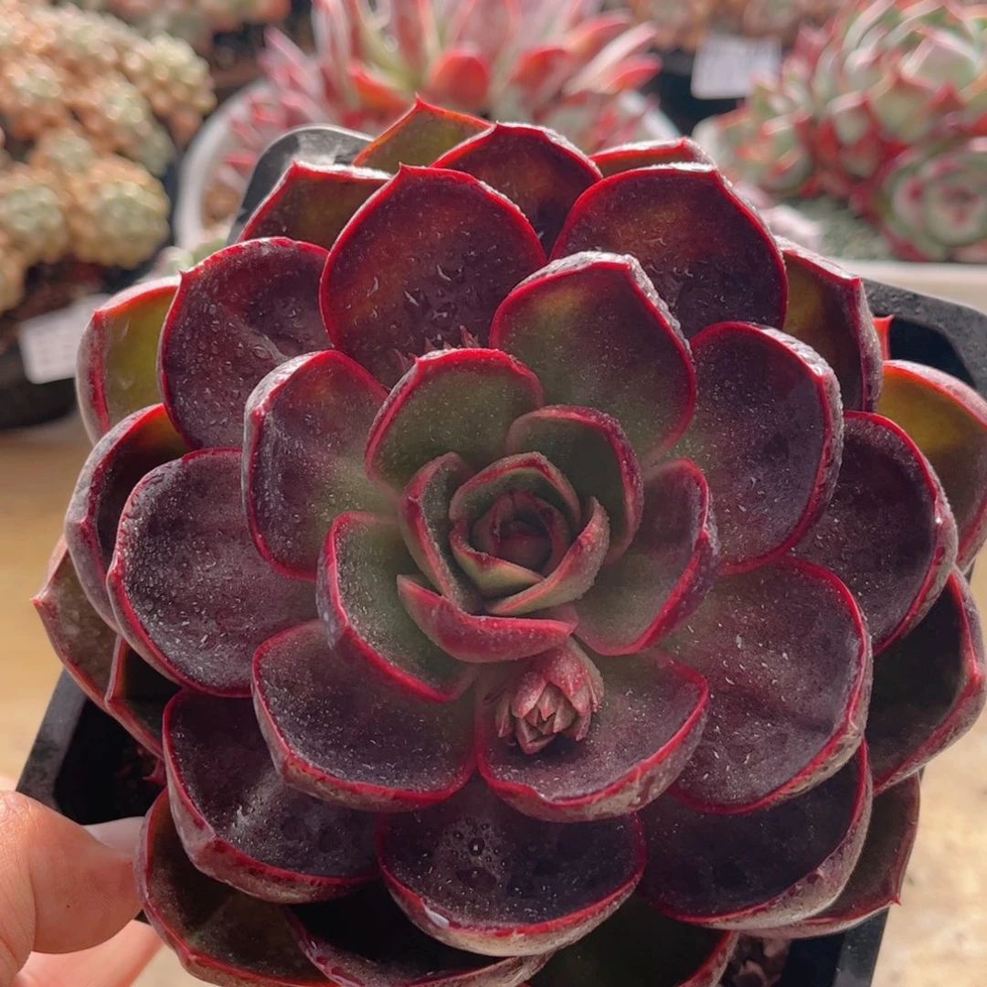 016红灯德华多肉