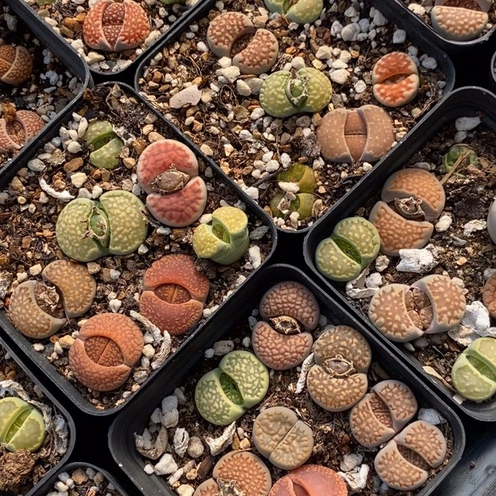 生石花一颗生石花