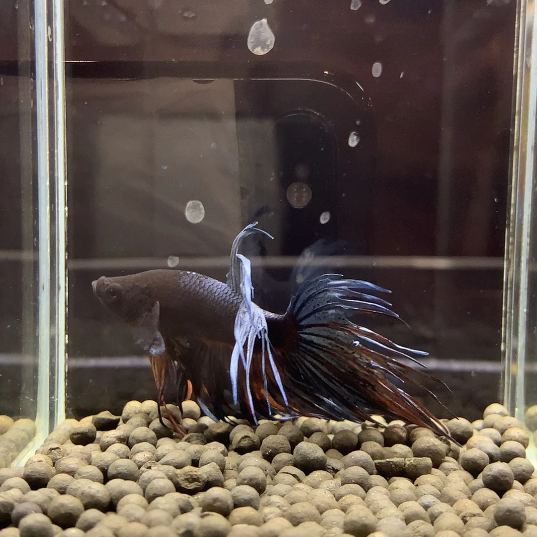 海水鱼七弟泰国斗鱼230