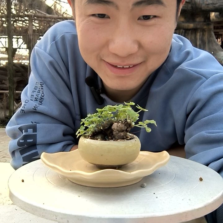 钮****九小盆景小植物一物一拍452