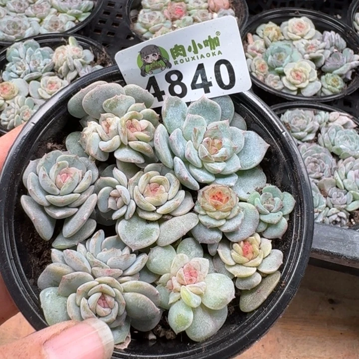多肉植物多肉植物