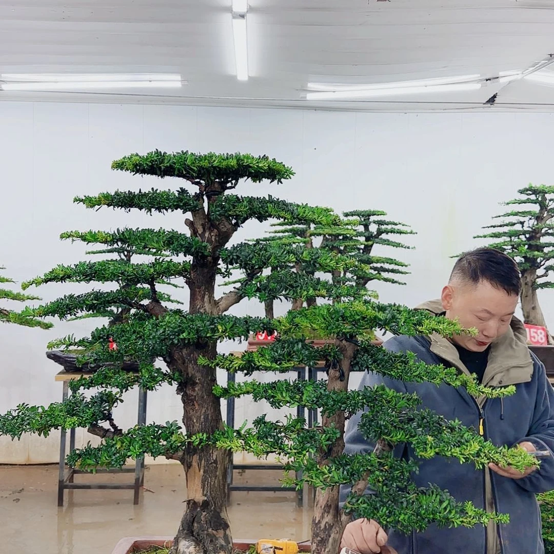 宣***周无花朵盆景园林……