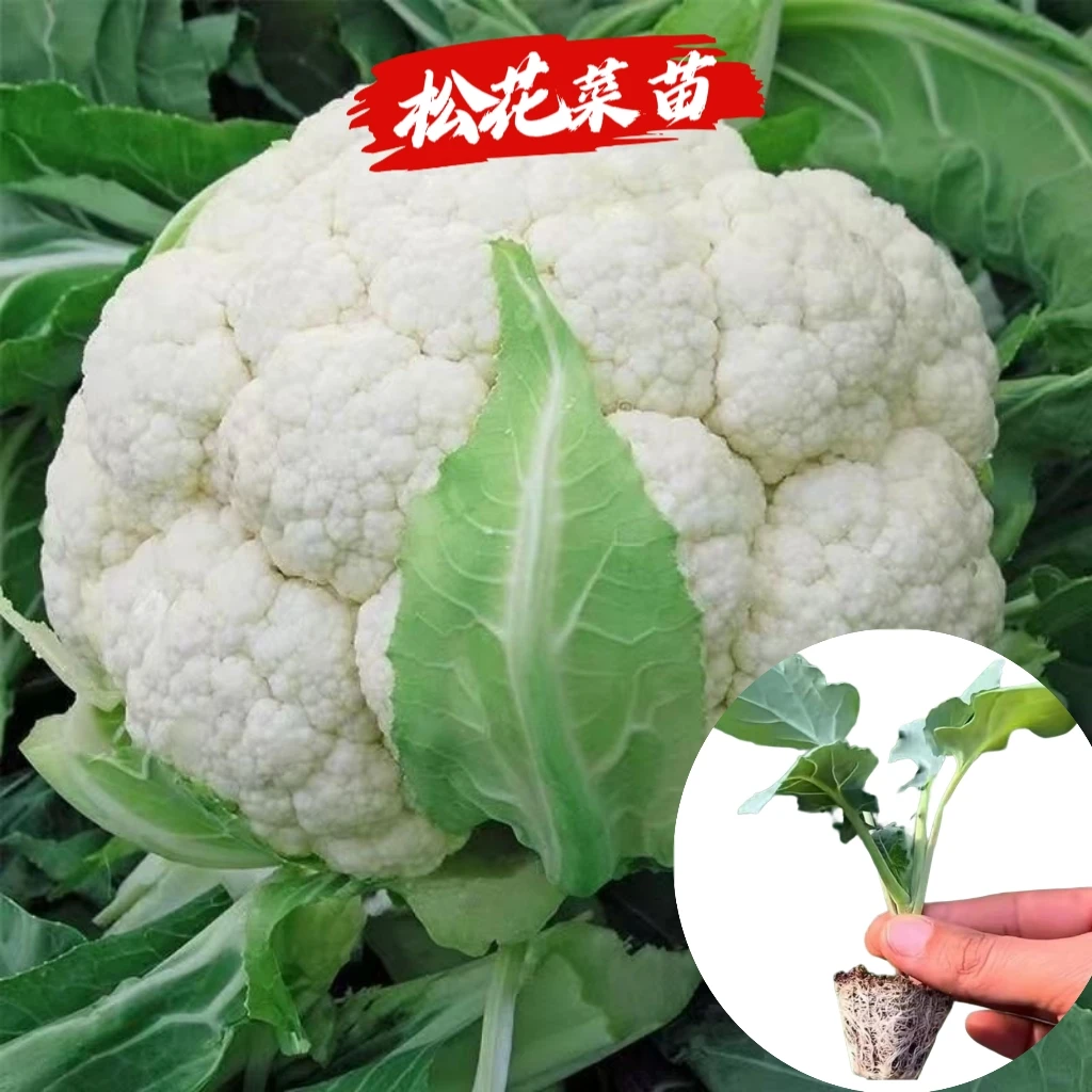 正品白花菜秧苗活苗菜花苗各种菜苗秧苗松花菜秧苗四季高产菜园