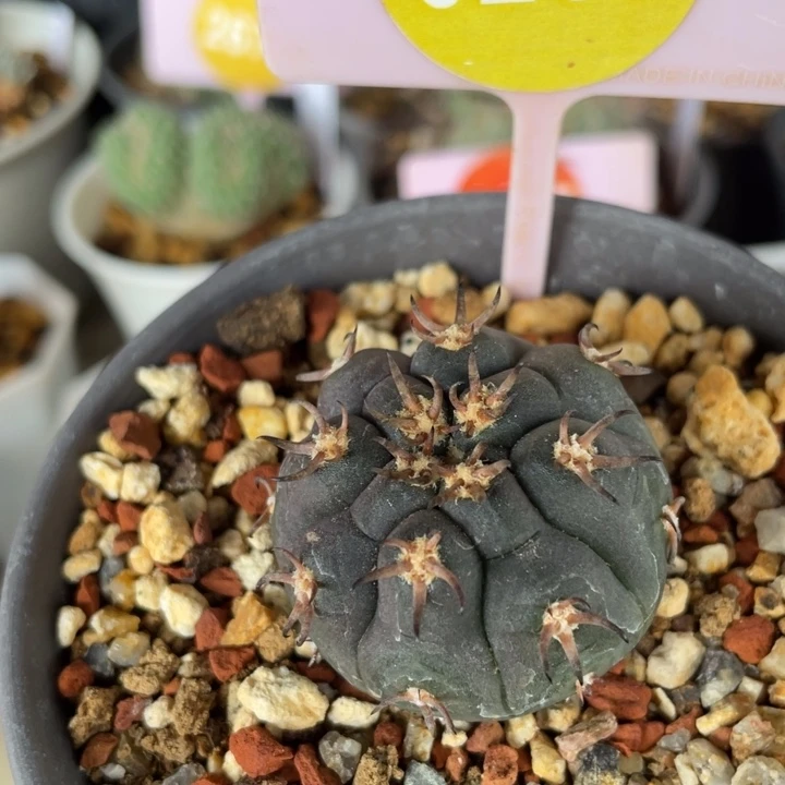 实生猫爪棵02650265