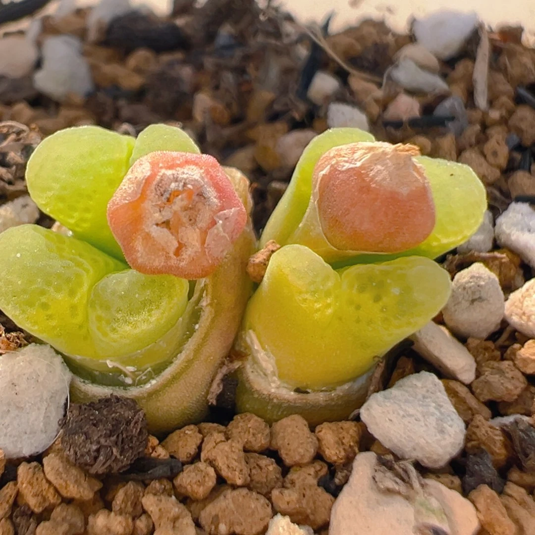 124多肉植物百科知识