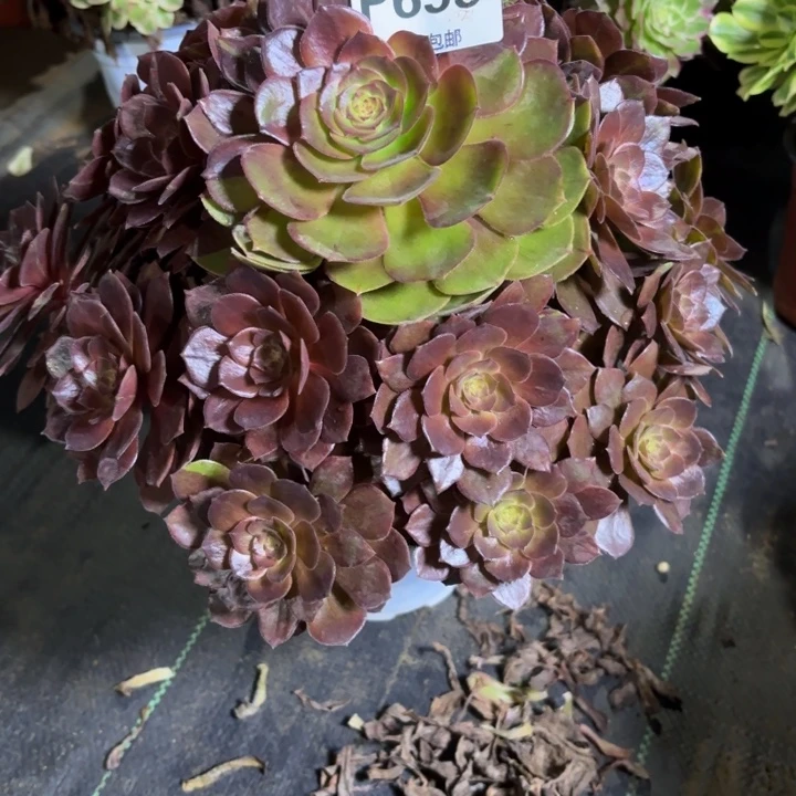 瑞妈，。。。。。655灰姑娘