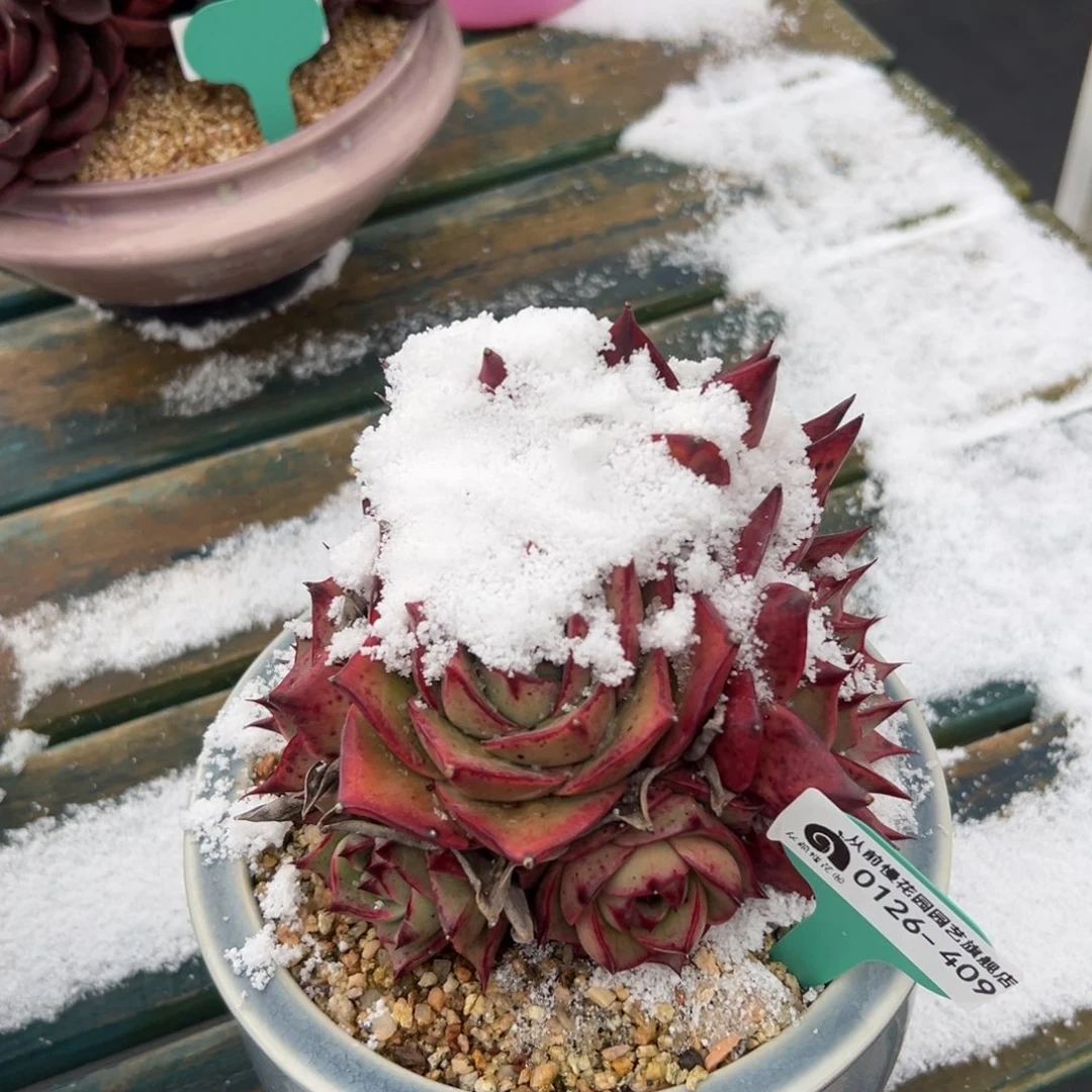 随*?多肉一物一拍0126-409