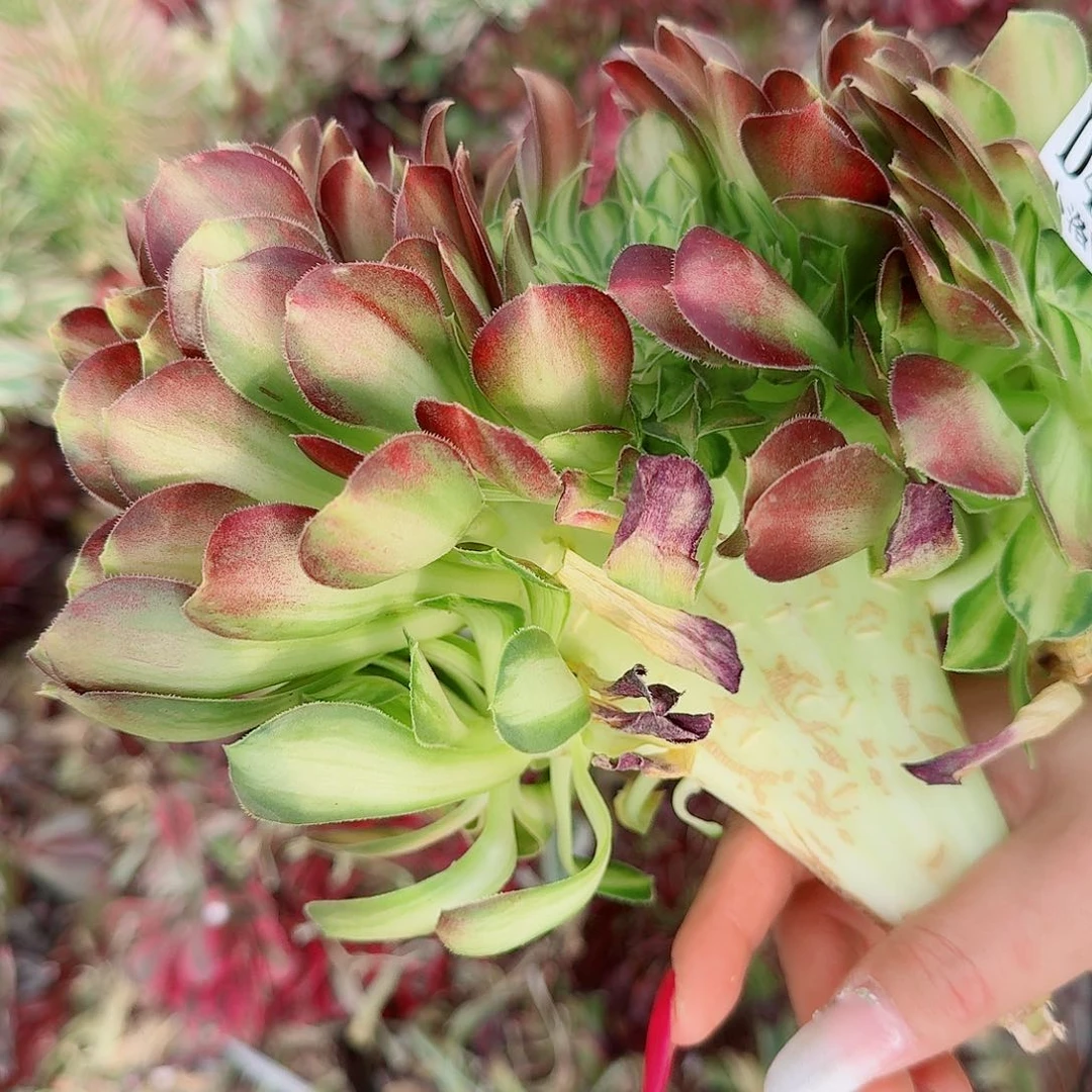 449 缀化无根不包侧枝