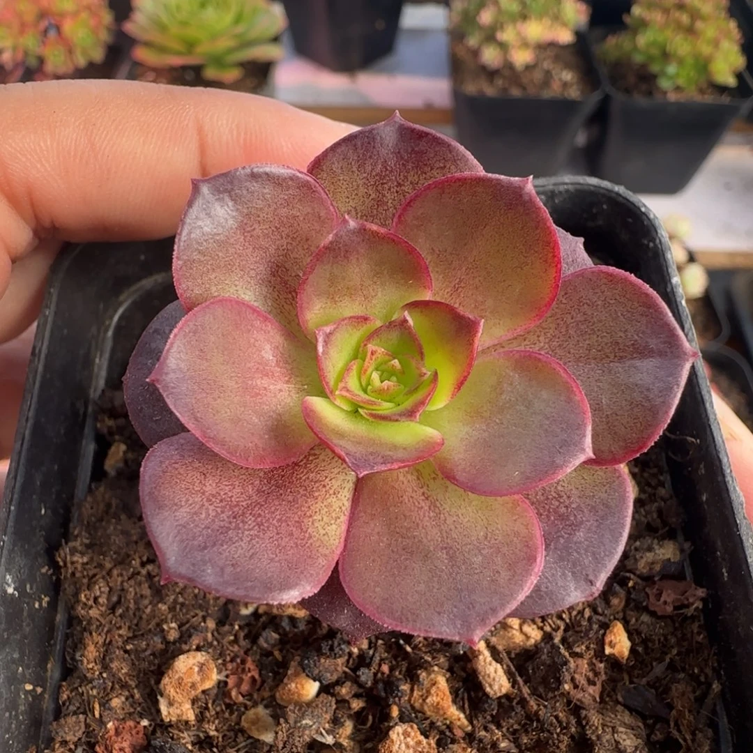 L595半城玫瑰旭光不含盆土