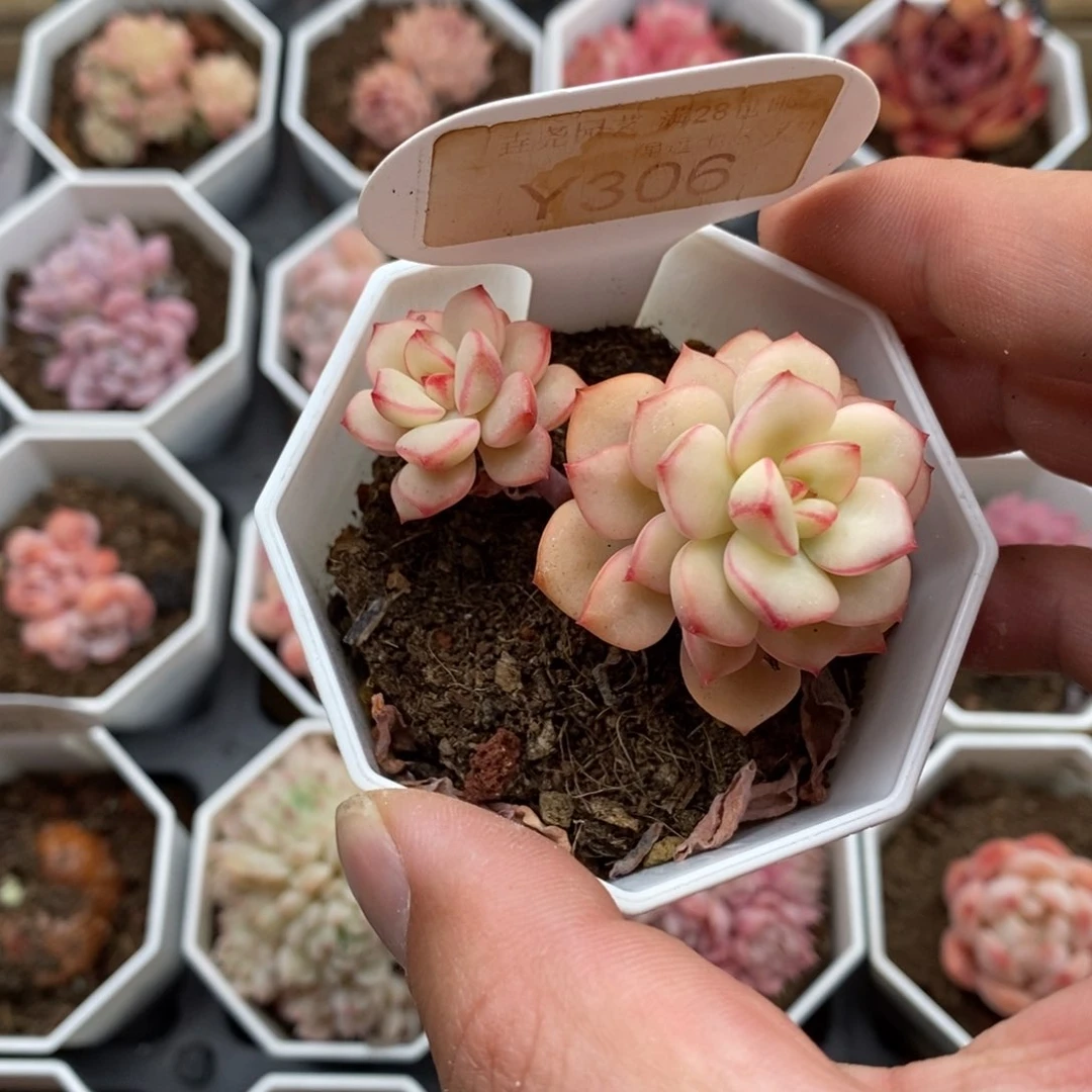 小****_0306 探戈锦 6cm