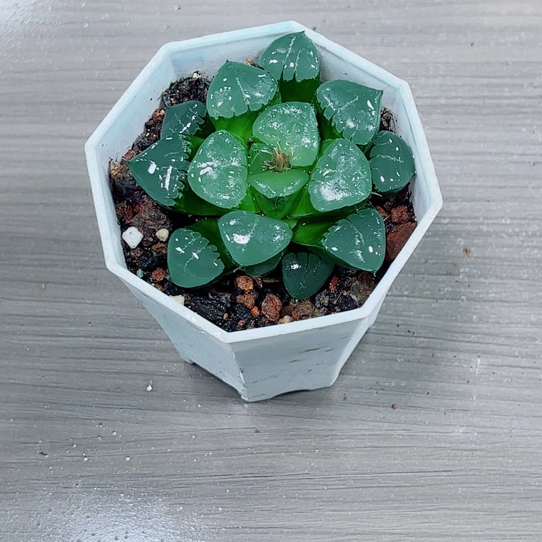 姬翠寿玉露一勿一拍