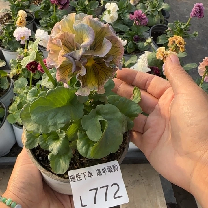 冬***阳无花朵L772小苗低于零下5勿拍