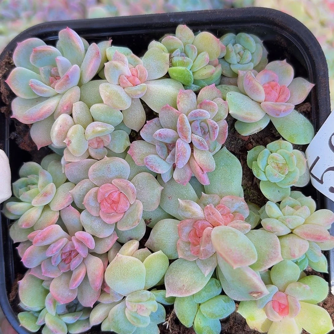 多肉植物多肉植物504