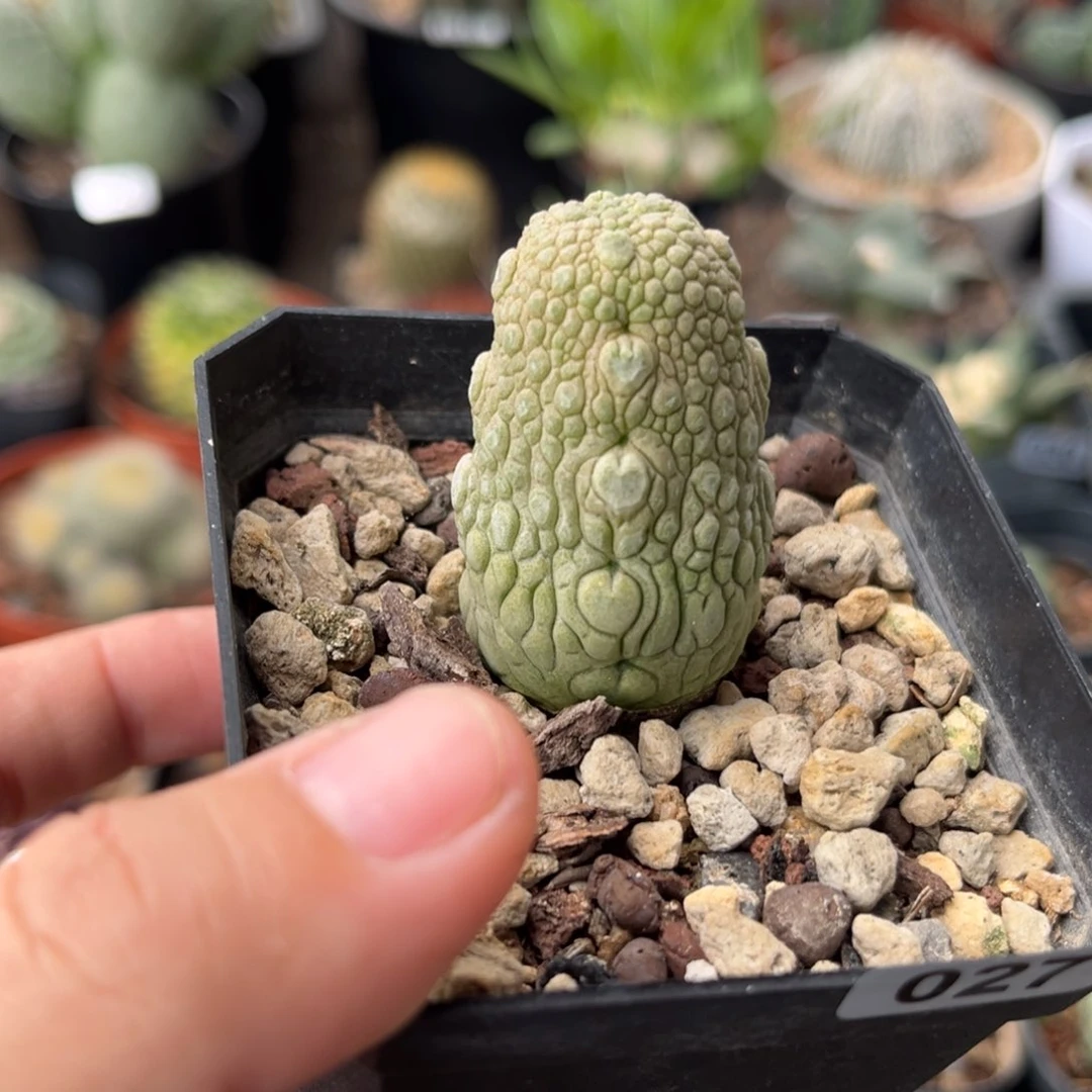 仙人球一物一拍实生8