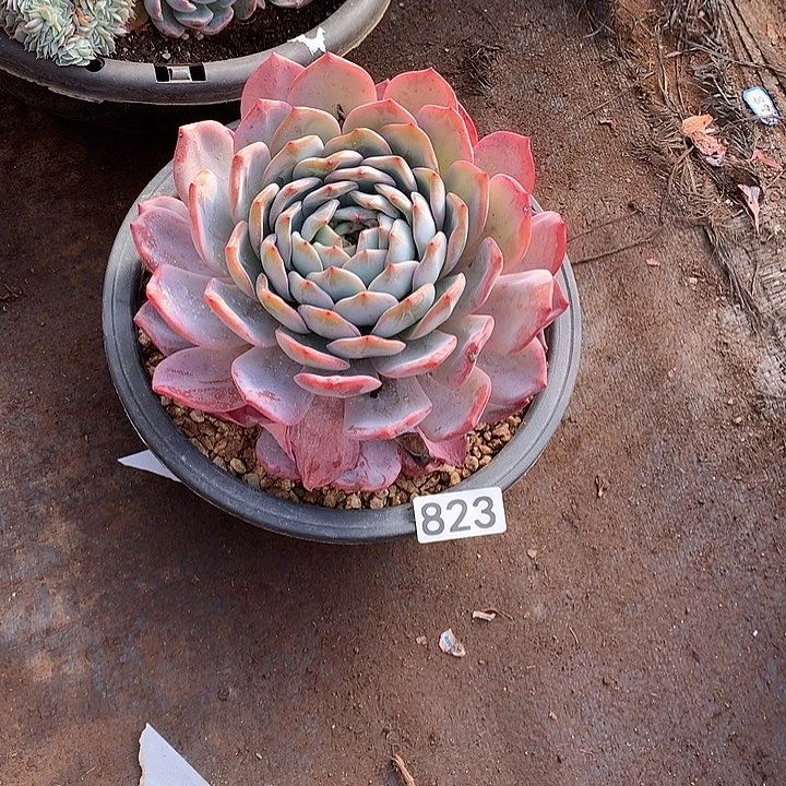 823全明星 一物一拍多肉