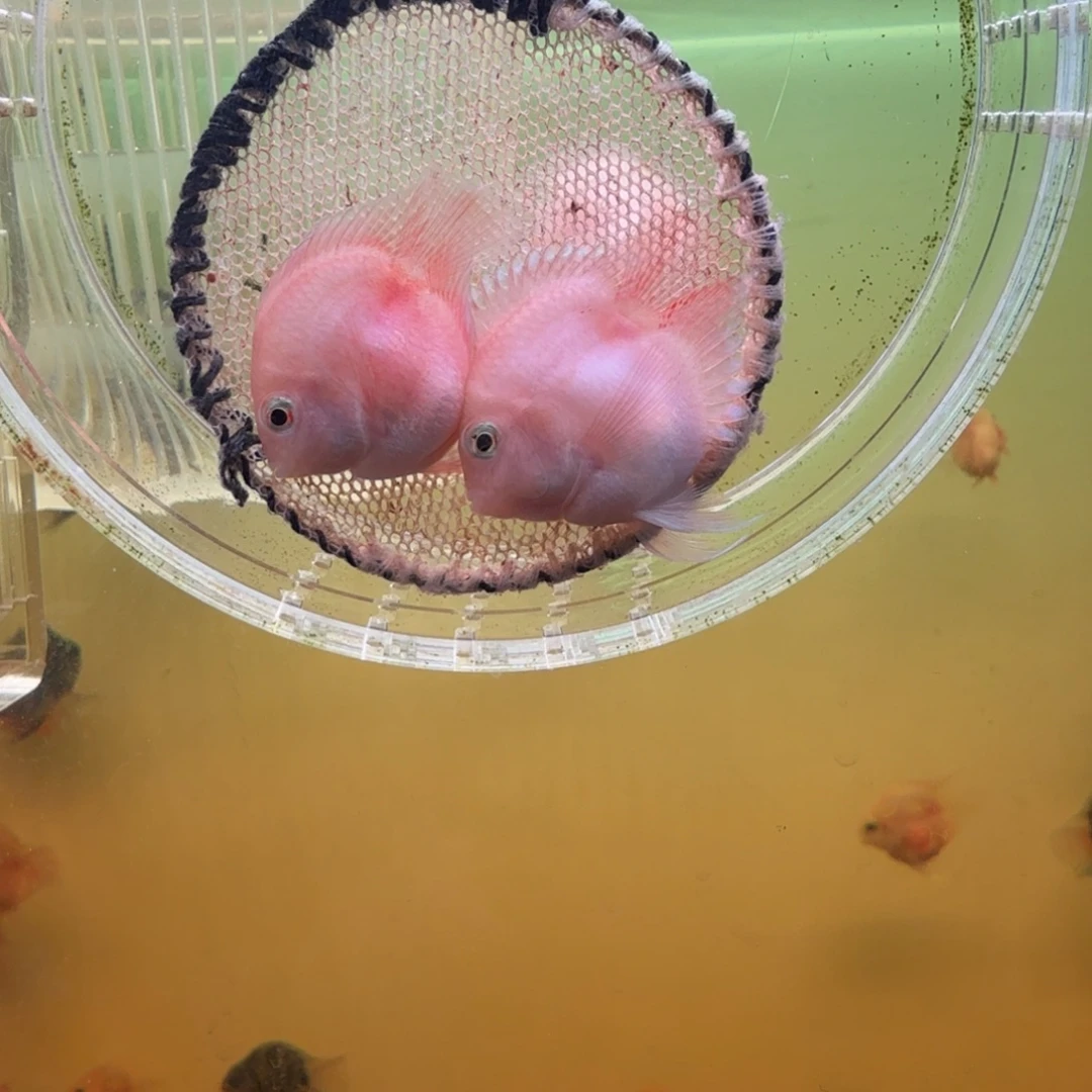 鹦鹉鱼胭脂粉一对