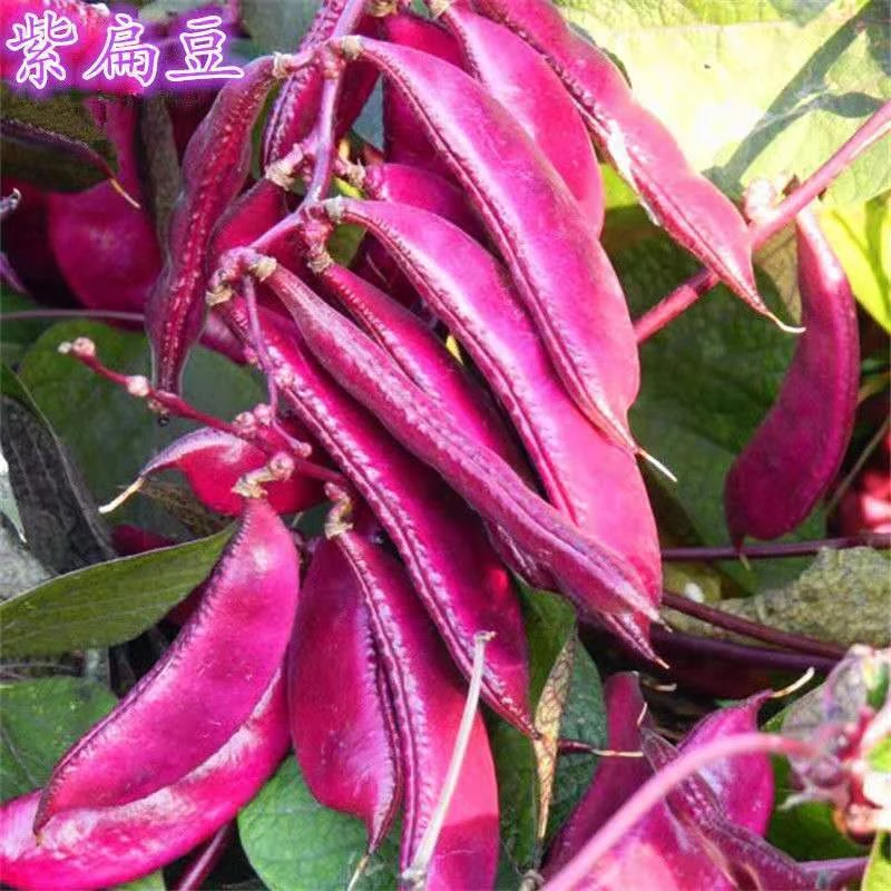 全紫红边绿眉豆种子扁豆荷兰豆盆栽庭院爬藤四季种植
