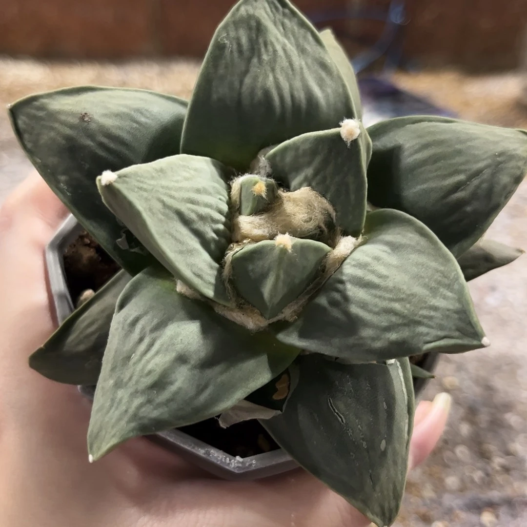 9号实生大牛舌怒11.5cm