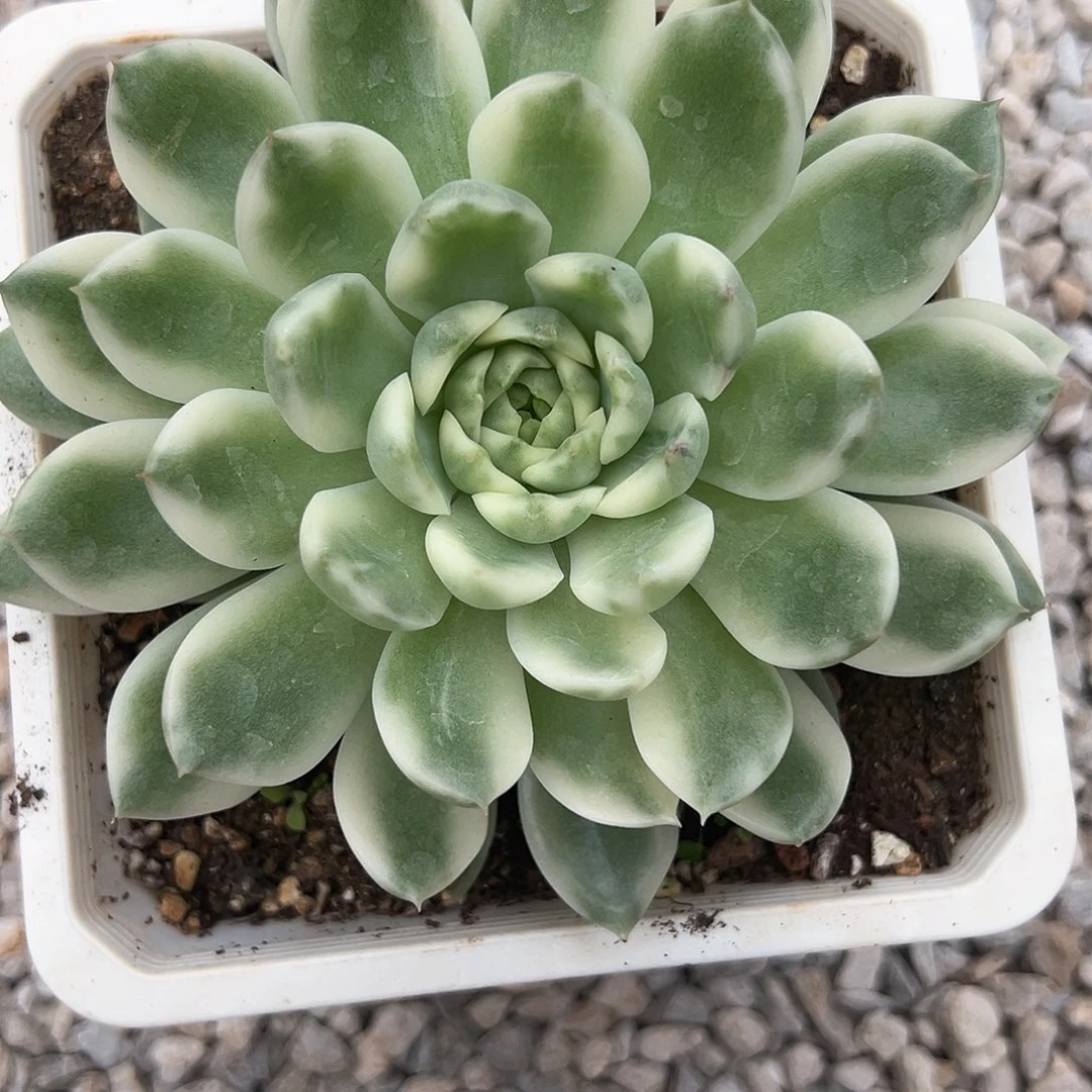 冰岛长茶锦多肉植物