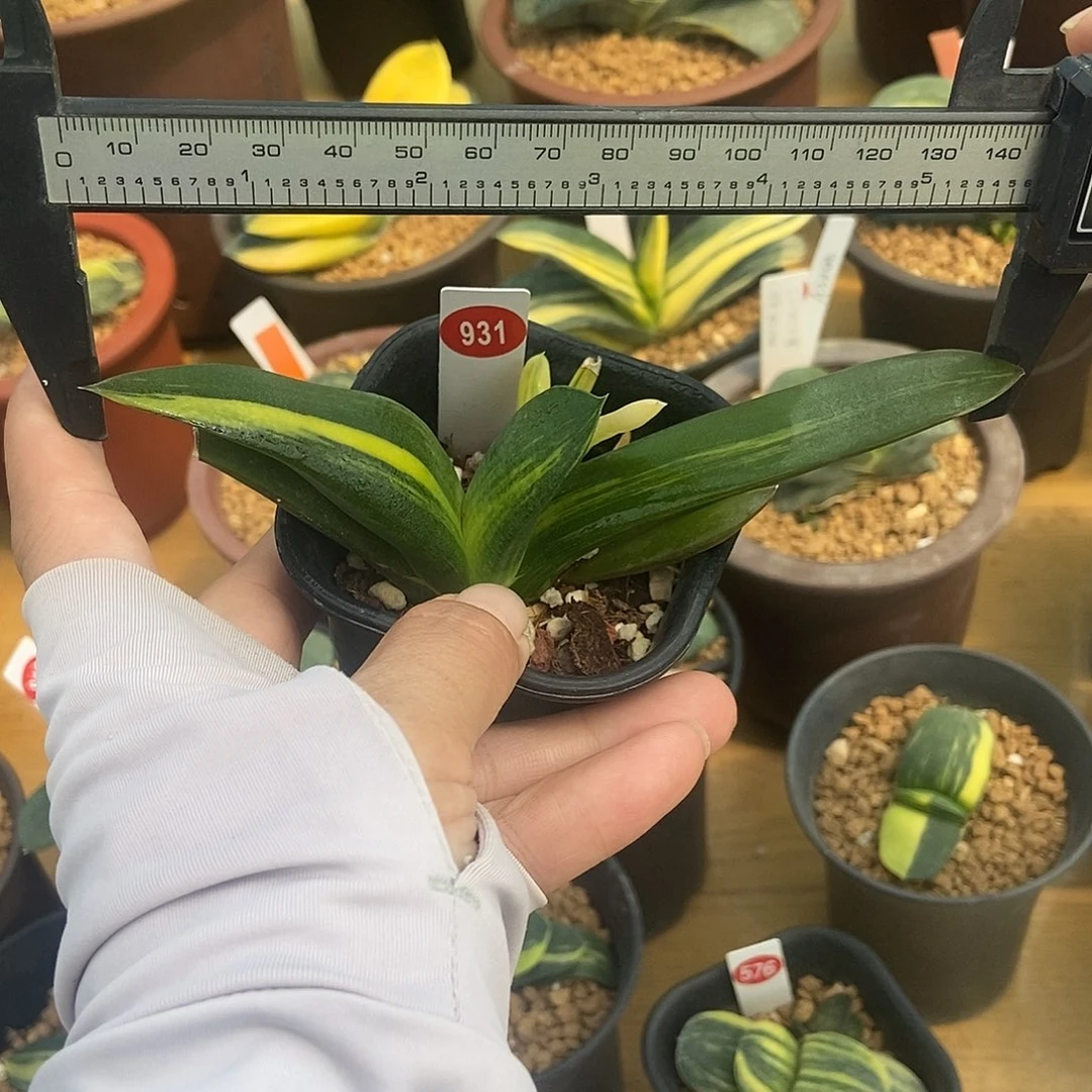 931卧牛实生锦带盆发货