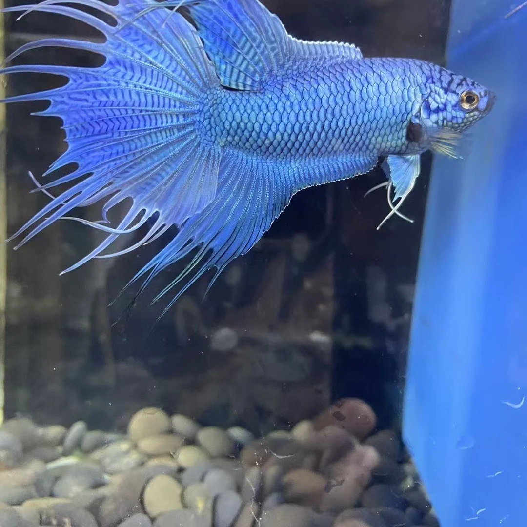 【直播间专用一物一拍】中国斗鱼无纹蓝菩萨鱼免打氧免过滤