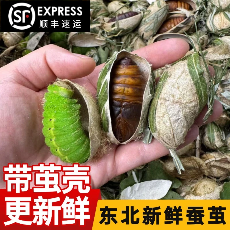 【带壳茧蛹】东北带壳新鲜柞蚕茧柳蚕带茧大茧发货鲜活自剪顺丰快递