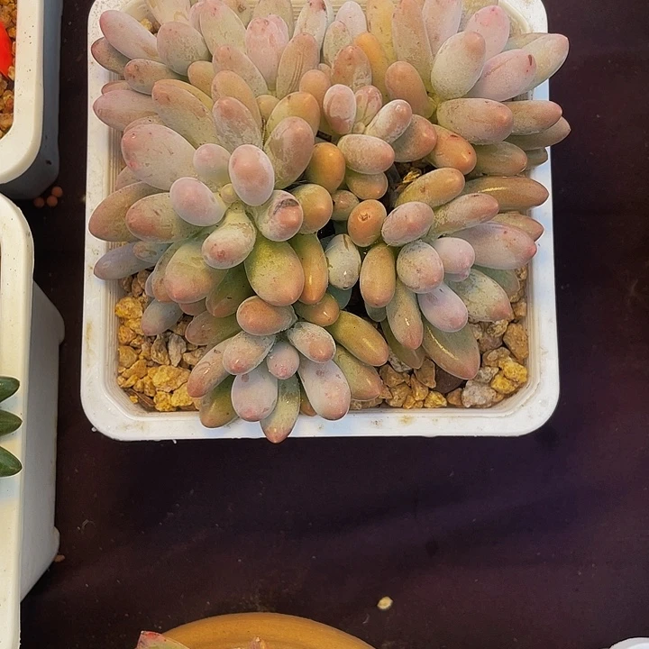 怕***鱼汤圆多肉植物带盆物流