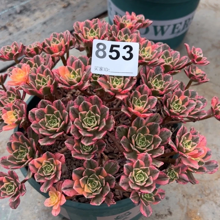 853甜茶20厘米左右