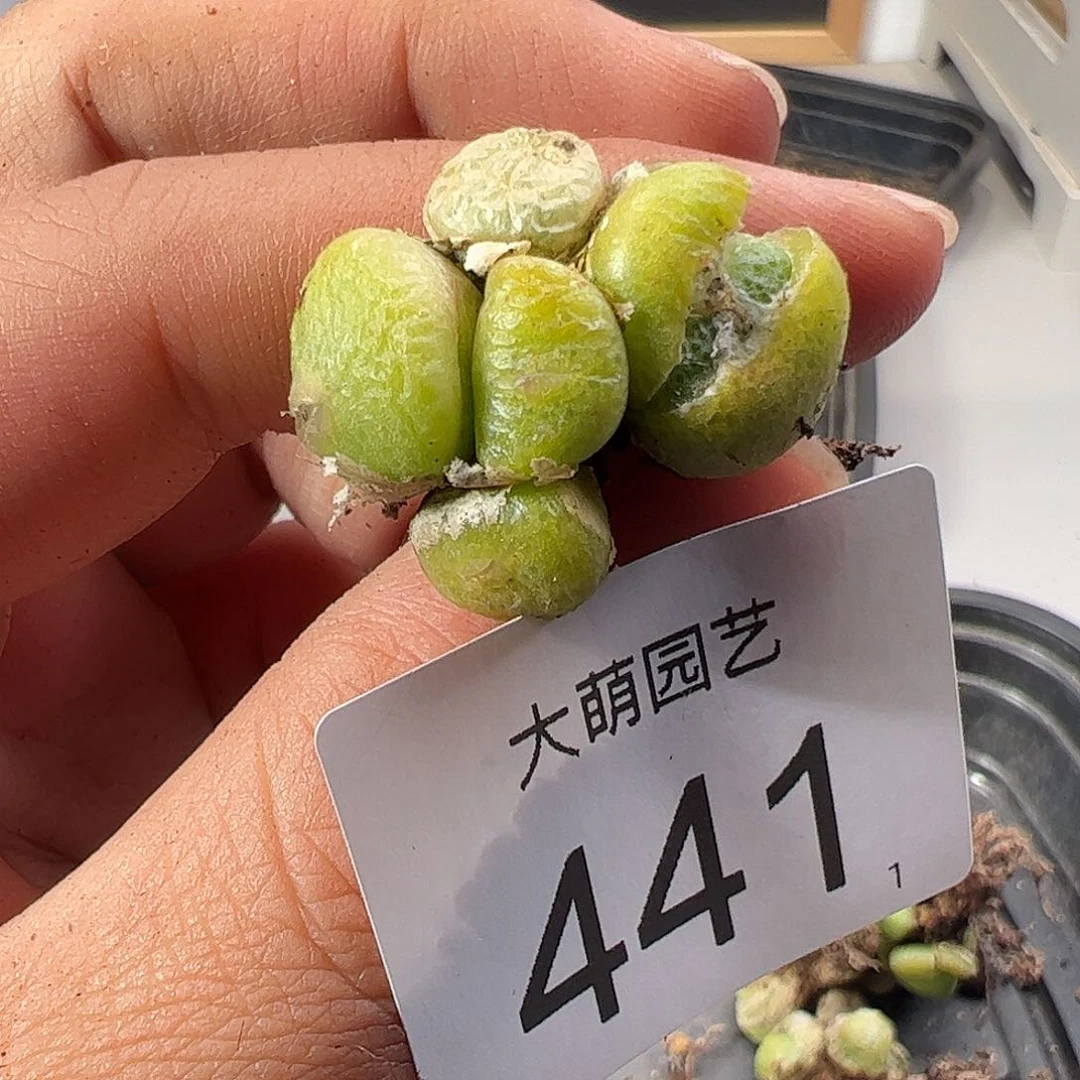 0000441 一物一拍……