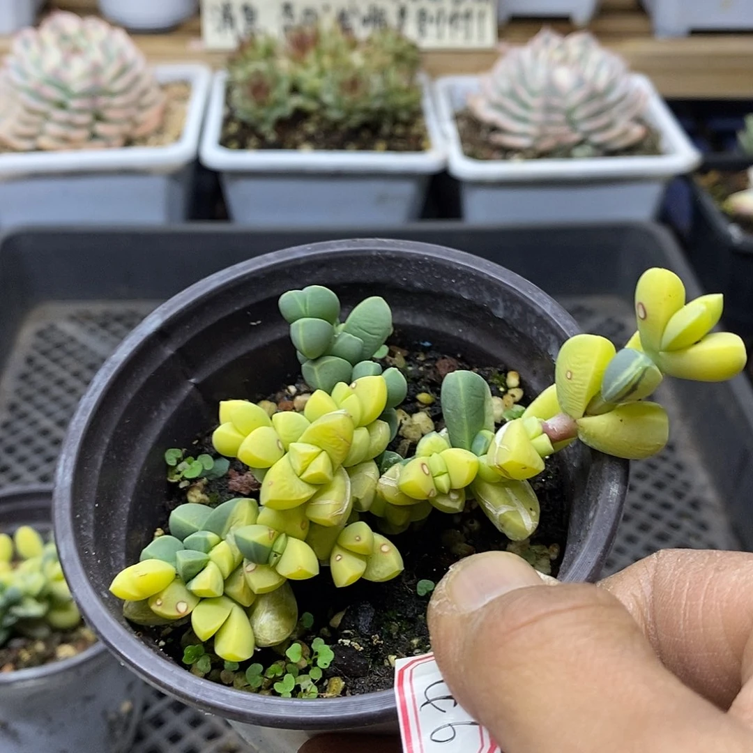 1846 鹿角海棠锦